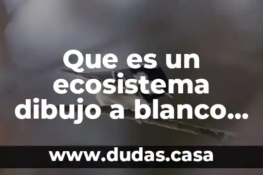 Que es un ecosistema dibujo a blanco y negro