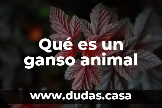 Qué es un ganso animal