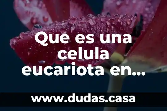 Que es una celula eucariota en biologia