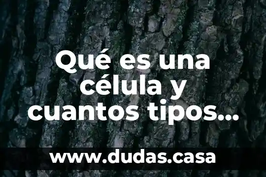 Qué es una célula y cuantos tipos de célula existen