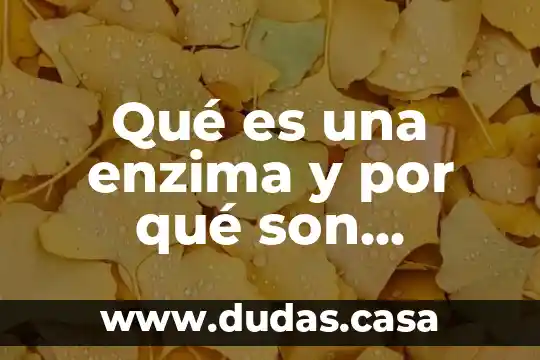Qué es una enzima y por qué son importantes