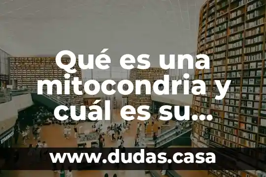 Qué es una mitocondria y cuál es su función