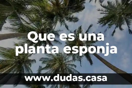 Que es una planta esponja