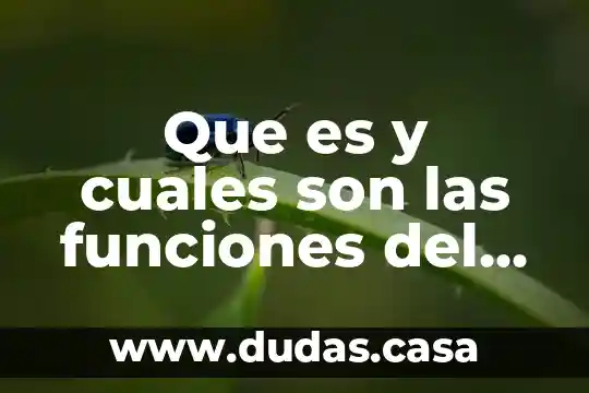 Que es y cuales son las funciones del vice rector