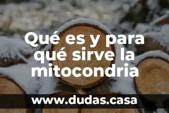 Qué es y para qué sirve la mitocondria
