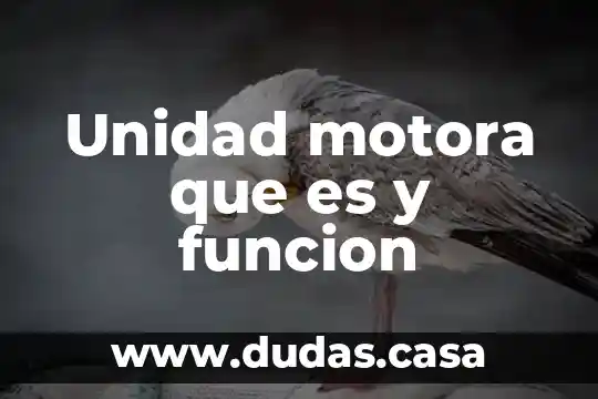 Unidad motora que es y funcion